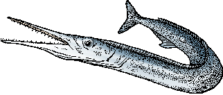 gar