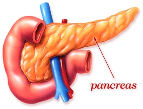 pancreas