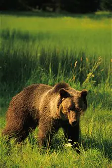 Grizzly_bear
