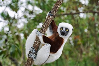 lemurs