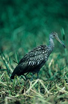 limpkin