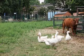 livestock