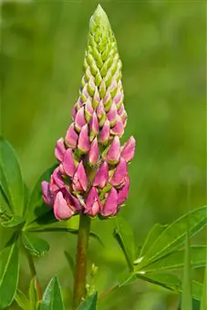 Lupine