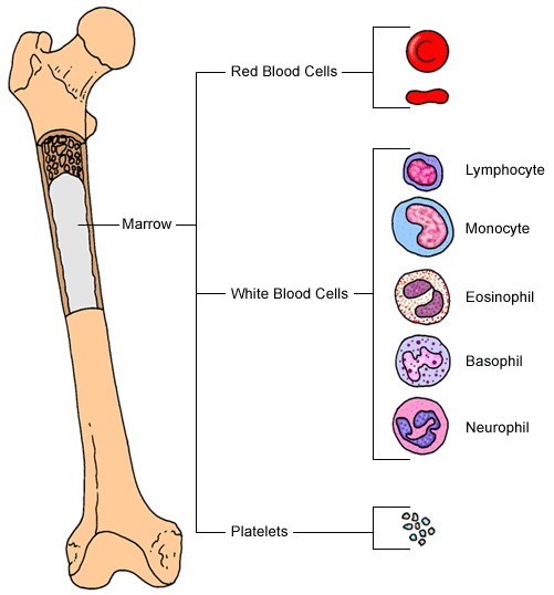 marrow