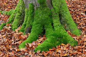 Moss