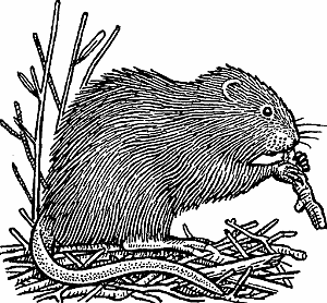 muskrat1