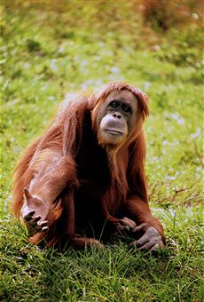 orangutan