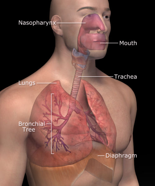 respiratory