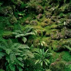 Shrub