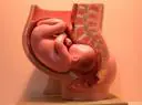 uterus