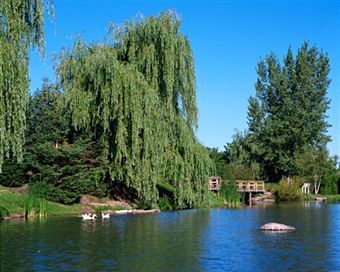 weeping_willow