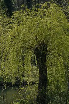 willow