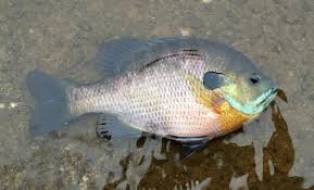 Bluegill