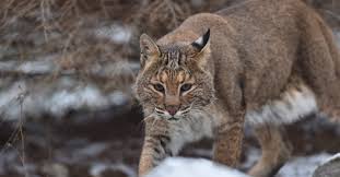 Bobcat-jungle-animal