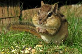 Chipmunk-jungle-animalآموزش حیوانات وحشی به انگلیسی