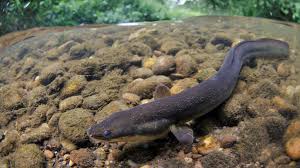 Eel-Fish-sea آموزش ماهی ها به انگلیسی