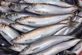 Herring-Fish-sea