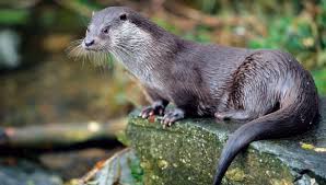 Otter-wild-animal