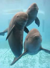 Porpoise-wild-animal