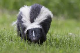 Skunk-wild-animal