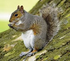 Squirrel-wild-animal