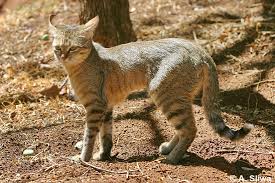 Wild cat-wild-animal آموزش حیوانات وحشی به انگلیسی