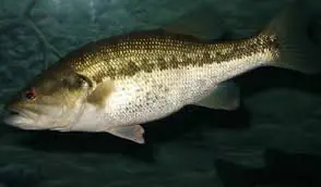 Bass-Fish-oceanآموزش ماهی ها به انگلیسی