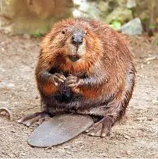 Beaver-jungle-animal آموزش حیوانات وحشی به انگلیسی