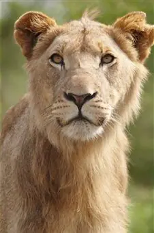 Wild Animals :: Wild Animals-آموزش حیوانات وحشی به انگلیسی