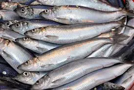 Herring-Fish-sea