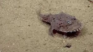 Monk-Fish-sea