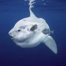 Sunfish-Fish-seaآموزش ماهی ها به انگلیسی