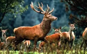 The Deer and His Image
