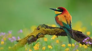 A Beautiful Bird