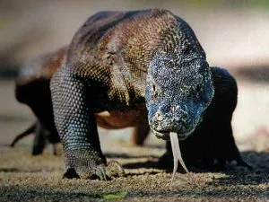 Amazing Komodo Dragons