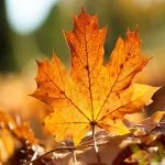 autumn
