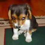 o-ASHAMEDANIMALS-facebook