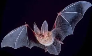 bat