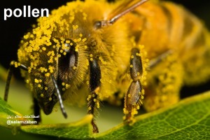 pollen