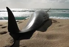 stranded