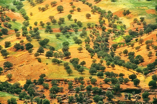 چمن و باغ به انگلیسی