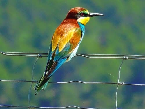 closeup photo of bird