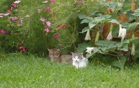 a cat in the yard