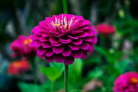 beautiful flower